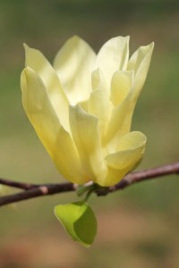 Butterfly magnolia